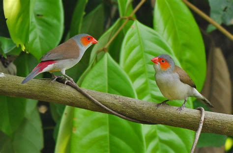 A look at the rarest finches in Australian aviaries - Aviculture Hub