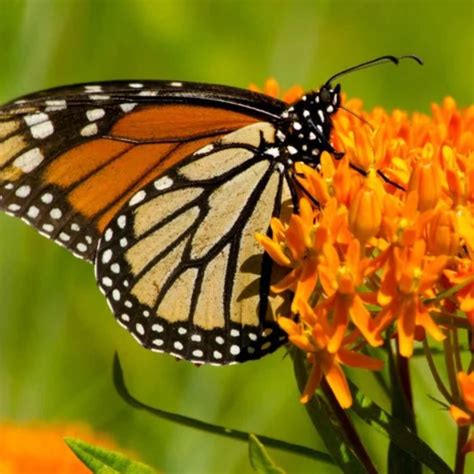 Butterfly Milkweed Seeds — Seed Nerds