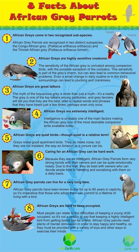 Facts About African Grey Parrots Infographic African Grey Parrot African Grey Congo African Grey