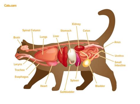 Cat Anatomy Guide Cats