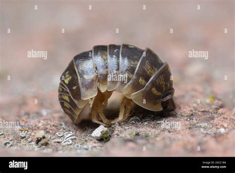 Common Pill Bug Extreme Closeup Armadillidium Vulgare Stock Photo Alamy