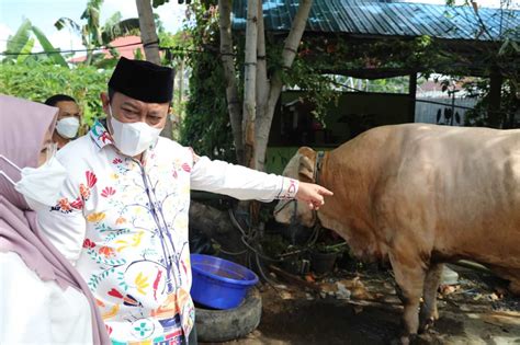 Presiden Dan Gubernur Salurkan Sapi Kurban Ke Kapuas KaltengPos