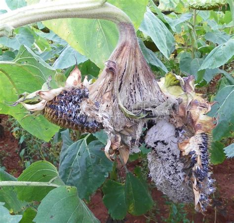 Top 54 Imagen Semillas De Girasol Embarazo Contraindicaciones