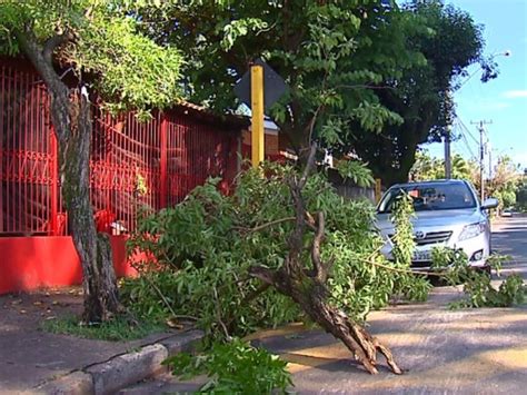 G1 Chuva Derruba 22 árvores E Parte Da Cobertura De Estádio Em