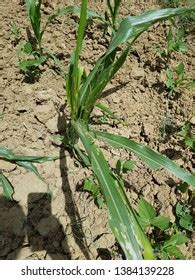 46 Corn stem borer Images, Stock Photos & Vectors | Shutterstock