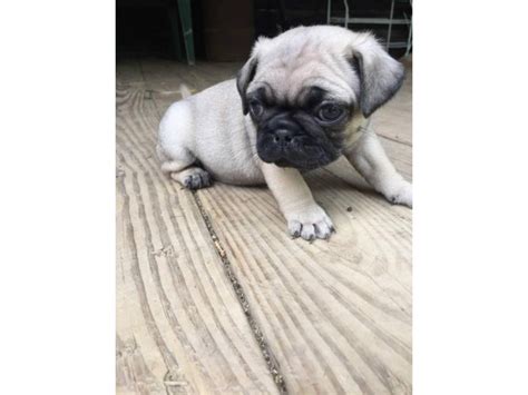 Pug puppies for adoption New Castle - Puppies for Sale Near Me