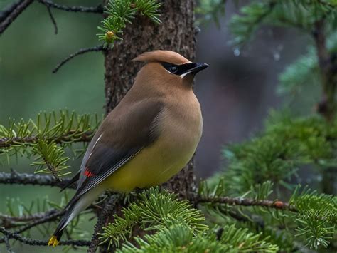 Female Cedar Waxwings (Male vs Female Identification) | Birdfact