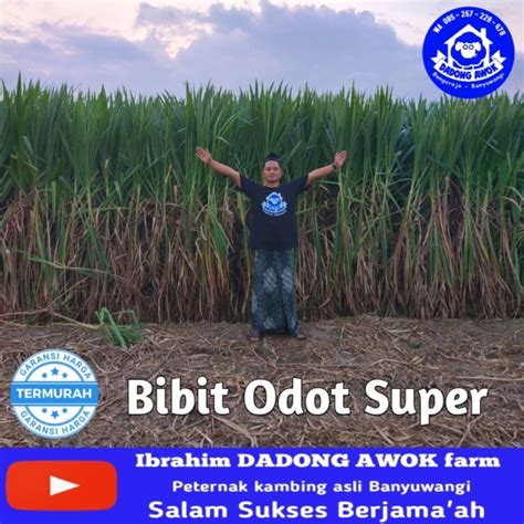 Jual Bibit Rumput Odot Super Pakan Ternak Kambing Domba Sapi Termurah