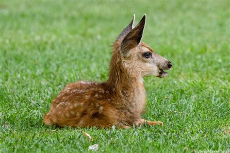 James Marvin Phelps Photography | Mule Deer