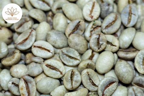 Wet Polished Robusta Kaffee S Helena Coffee Vietnam