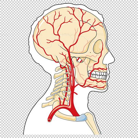 Vector De Arterias De Cabeza Y Cuello