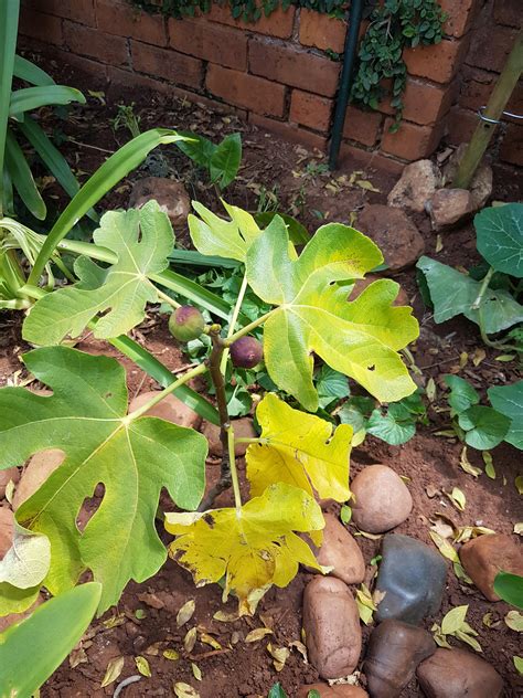 Fig Tree Leaves Turning Yellow