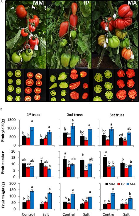 Frontiers Traditional Tomato Varieties Improve Fruit Quality Without Affecting Fruit Yield