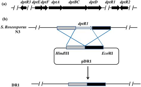 A The Core Genes Of Daptomycin Synthetic Gene Cluster Dpt Gene Download Scientific Diagram