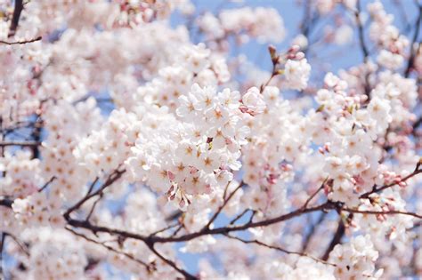 La saison des fleurs de cerisier en Corée Où aller Go Go Hanguk