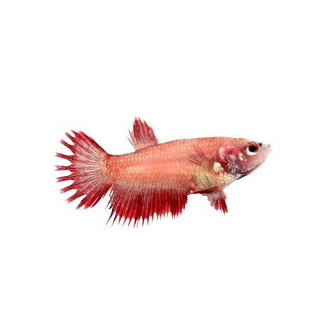 Petco Betta Fish - Female Veiltail Betta Fish Siamese Fighting Fish Extra Large Petco : Betta ...