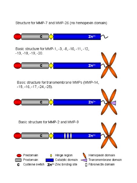 Structure Of Mmps Mmps Typically Consist Of A Predomain A Prodomain