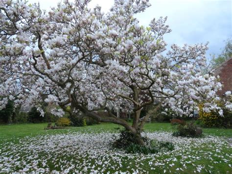 Magnolio Rbol De Magnolia Parques Alegres I A P