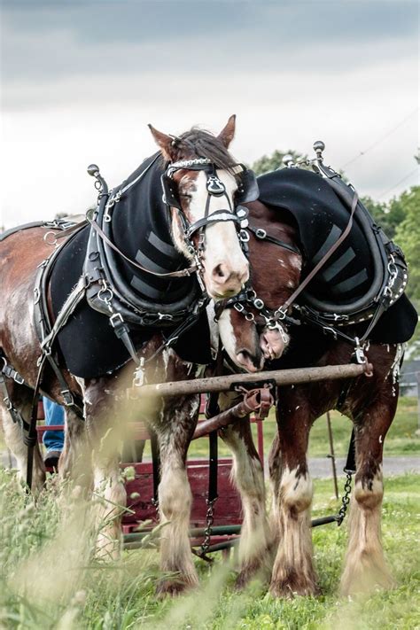 Pin by Jeff Gagliano on CLYDESDALE HORSES | Clydesdale horses ...