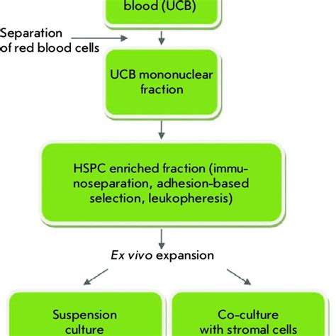 The Experimental Design Of Cord Blood Mononuclear Cb Mnc Expansion On