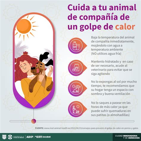 locatel mx on Twitter Los animales de compañía también pueden sufrir