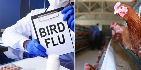 Cdc Updates Guidelines Amid Rising Avian Flu Cases In Humans Debarylife