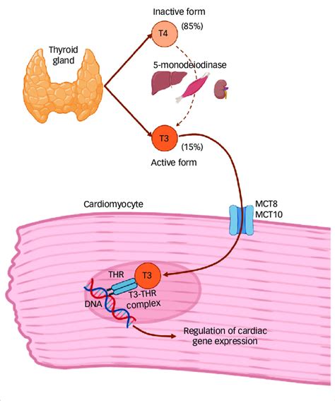 Thyroid Hormone Production And Regulation Of Cardiac Gene Expression