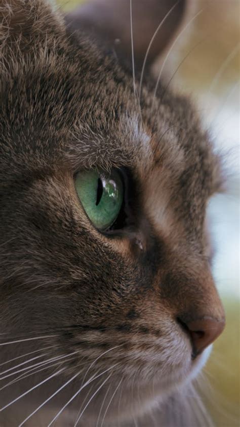 Green Eye Cat Photos, Download The BEST Free Green Eye Cat Stock Photos ...