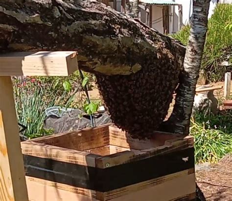 はちみつ屋 Wabachi 【趣味のニホンミツバチ養蜂】野生のニホンミツバチを捕まえよう！