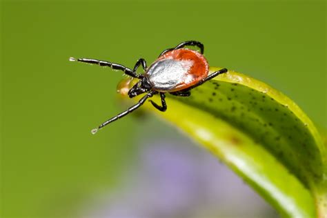 Borelioza Przewlek A Plaga Xxi Wieku Biorezonans I Hiperbaria