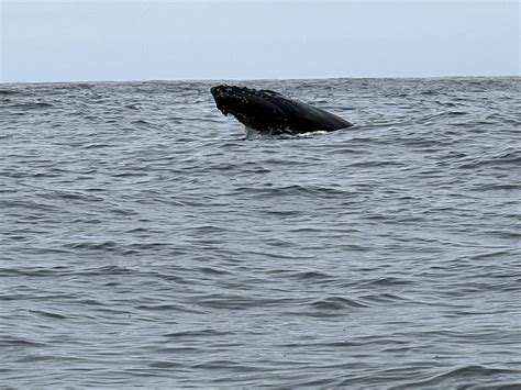 Garyfixesstuff On Twitter Whale Watching Was Fun Different Whales