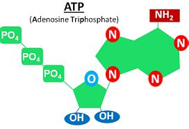 Nicotinamide Adenine Dinucleotide | NAD+ Structure & Functions | Study.com