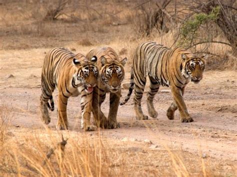 Tiger Safari And Golden Triangle Tour In India Responsible Travel