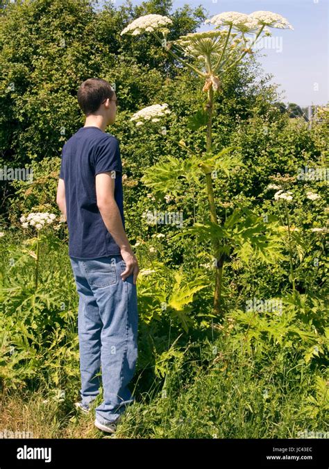 Hogweed Gigante Fotograf As E Im Genes De Alta Resoluci N Alamy