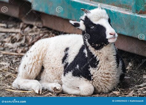 Cute Baby Sheep Lamb Sitting On Ground On Farm Stock Image Image Of