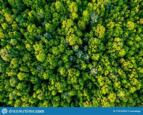 Green Park View From Above Stock Image Image Of Leaf View 176135523