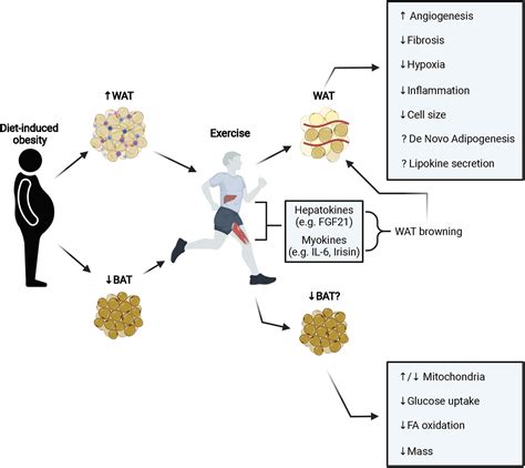 Frontiers The Effects Of Exercise On White And Brown Adipose Tissue