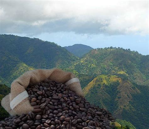 Grains De Caf Jama Que Blue Mountain Goldcup Grains Arabica