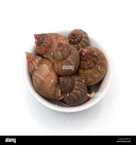 Bowl Of Raw Common Whelks Or Sea Snails Isolated On A White Studio