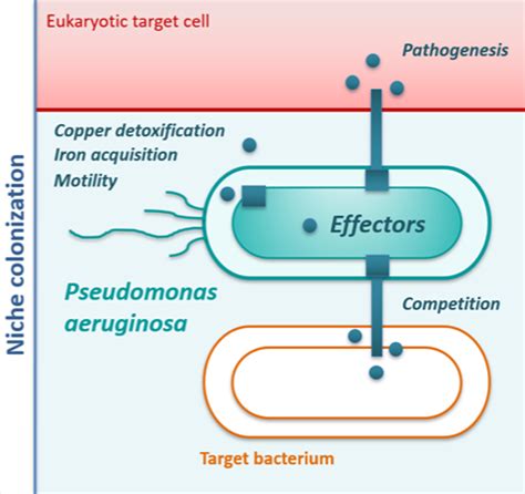 Pseudomonas Aeruginosa Pathogenicity Lism