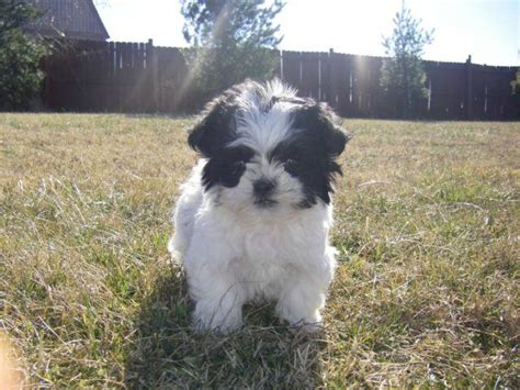 Shih-Tzu/Maltese Puppies for Sale in Nashville, Tennessee Classified ...