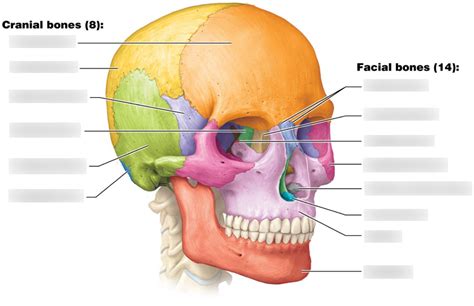 Skull Side View Diagram Quizlet