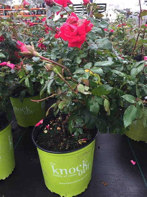 Knock Out Rose | Liberty Landscape Supply