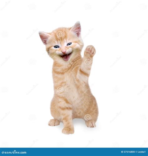 Cat / Kitten Laughing And Waving Stock Photo - Image: 37516800