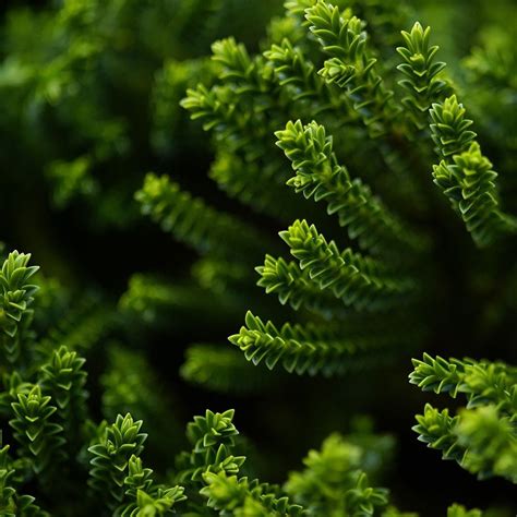 Green Plant Wallpapers - Wallpaper Cave