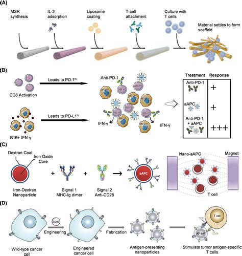 Progress In Nanoparticle Based Regulation Of Immune Cells