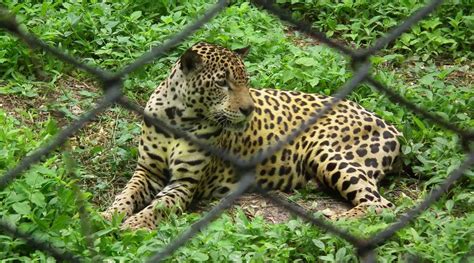 Nehru Zoological Park (Hyderabad) Photos, Animals