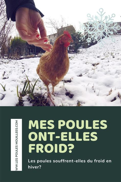 Les Poules Craignent Elles Le Froid En Poule Du Froid Poule