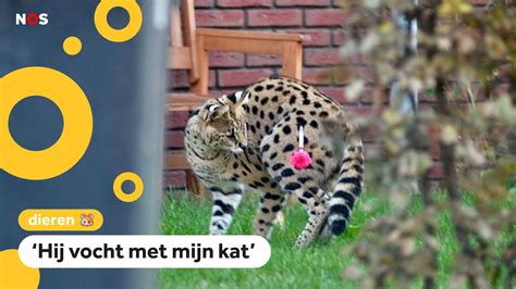 Serval Zet Boel Op Stelten In Arnhem Youtube