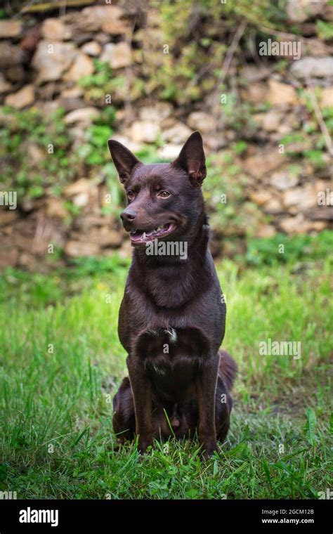 Australian Kelpie Hi Res Stock Photography And Images Alamy